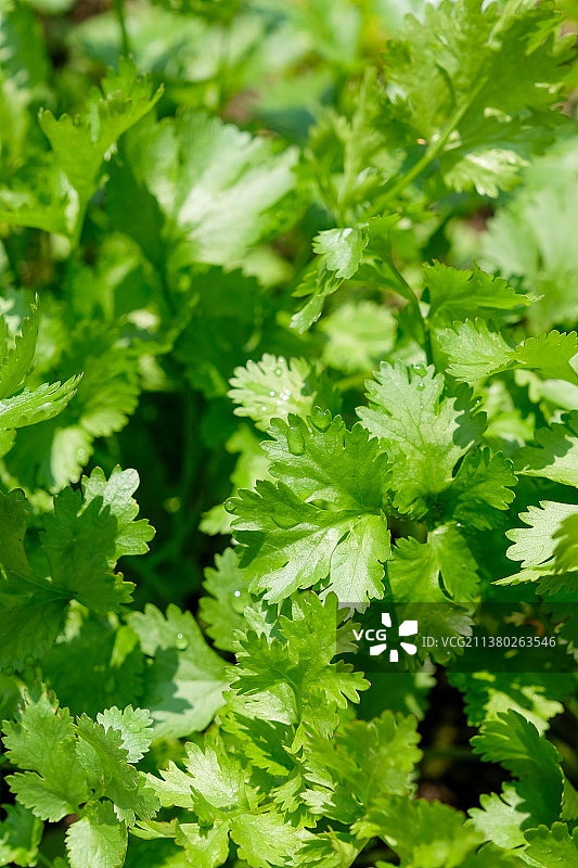 春天生长的香菜图片素材