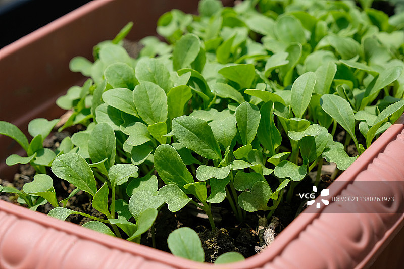 花盆栽培的绿叶青菜图片素材