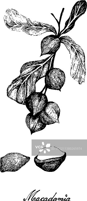 手绘澳洲坚果树枝图片素材