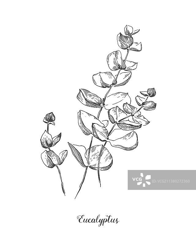 手绘桉树枝叶植物线条艺术图片素材