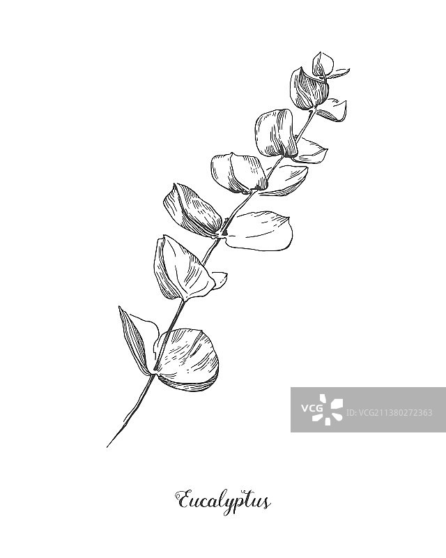 手绘桉树枝叶植物线条艺术图片素材