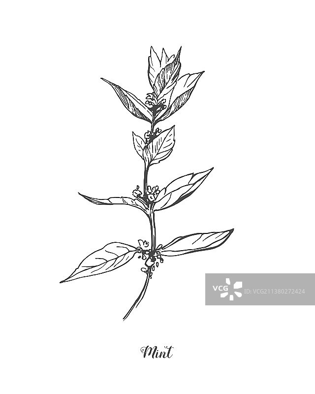 薄荷绘画套装，分离的薄荷植物图片素材