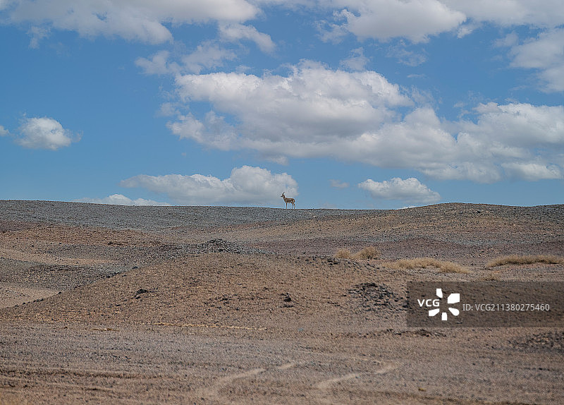 无人区野生动物图片素材