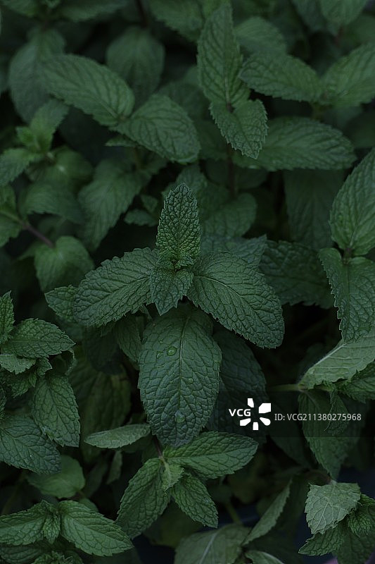 薄荷图片素材