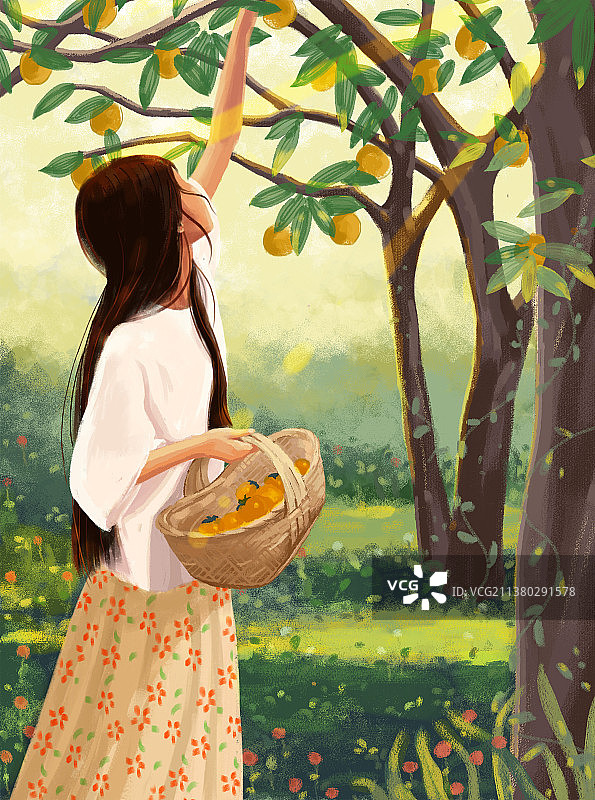 女孩在树林里摘柿子图片素材
