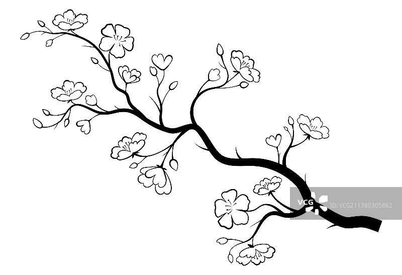 带有花蕾的盛开的樱花枝图片素材