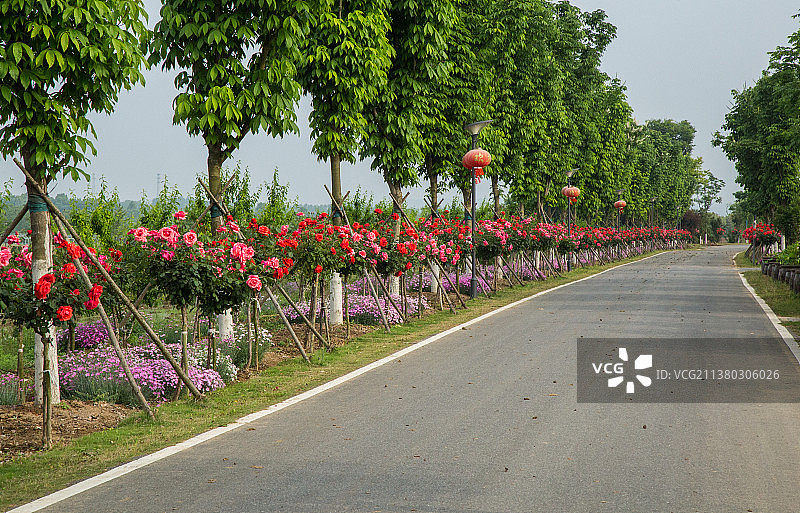 田园里的月季花图片素材