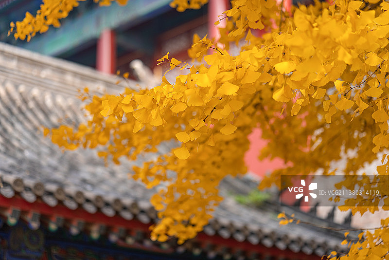秋天故宫西华门城楼宫殿与金色银杏叶图片素材