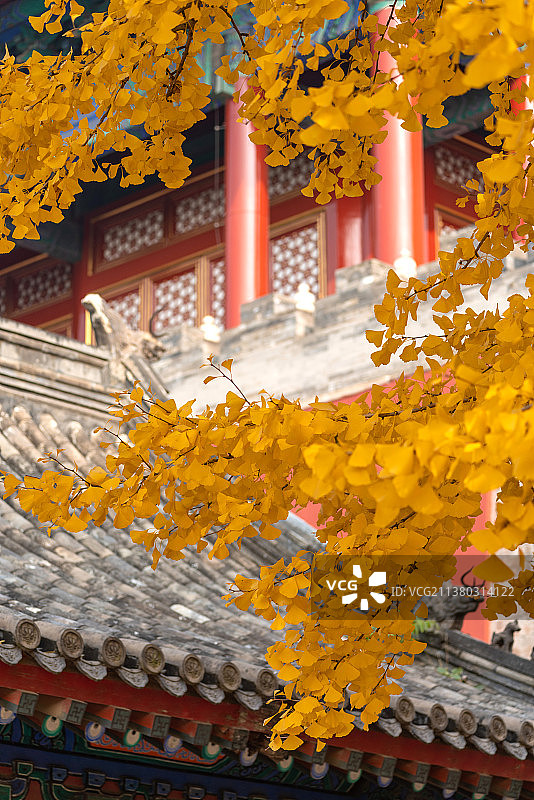秋天故宫西华门城楼宫殿与金色银杏叶图片素材