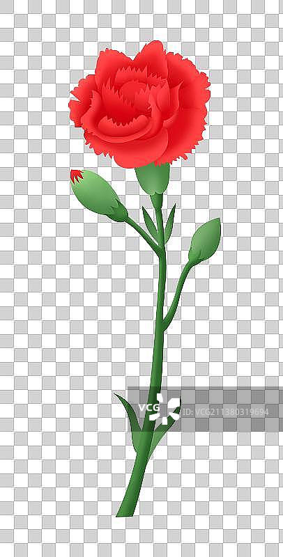 红色康乃馨插画元素，母亲节教师节让爱绽放节日插画元素，束优雅的红色植物图纸盛开图片素材