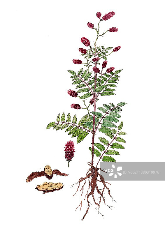 本草纲目中草药植物手绘插画地榆图片素材