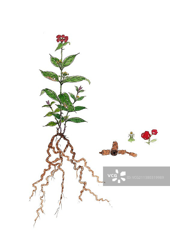 本草纲目中草药植物手绘插画巴戟天图片素材