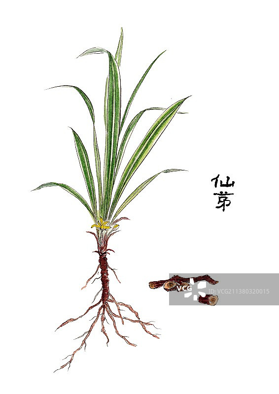 本草纲目中草药植物手绘插画仙茅图片素材