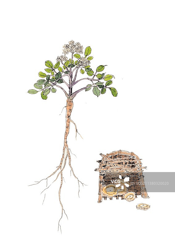 本草纲目中草药植物手绘插画沙参图片素材