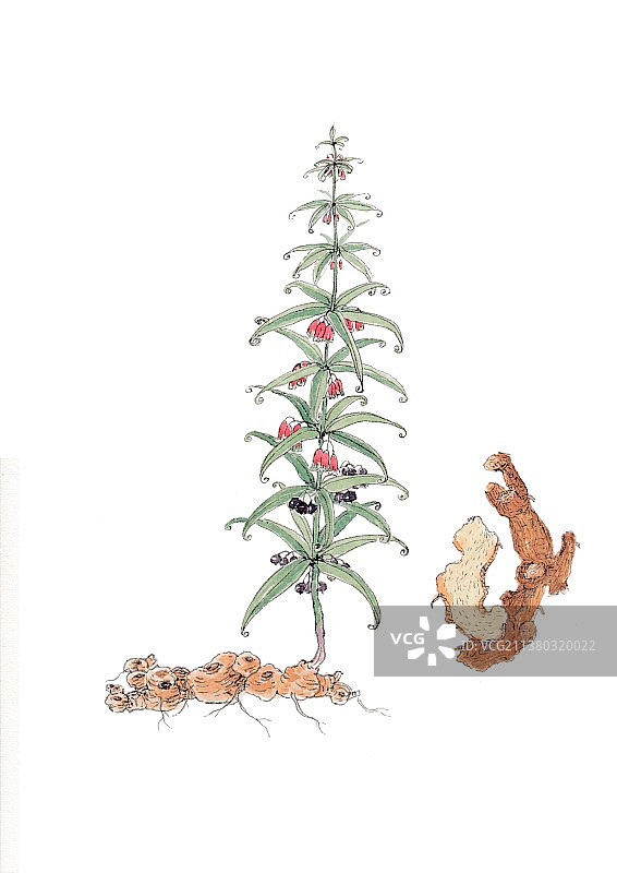 本草纲目中草药植物手绘插画黄精图片素材