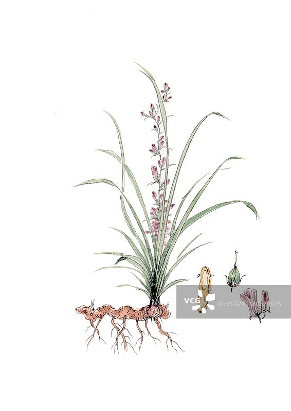 本草纲目中草药植物手绘插画知母图片素材