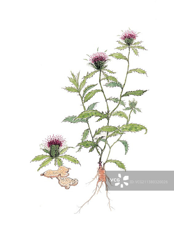 本草纲目中草药植物手绘插画白术图片素材