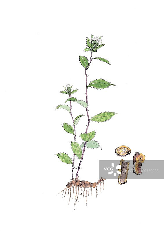 本草纲目中草药植物手绘插画苍术图片素材