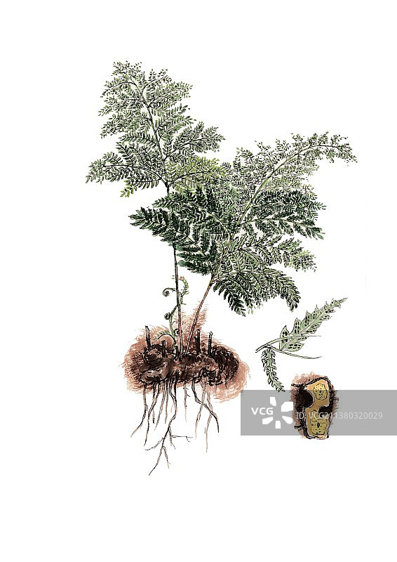本草纲目中草药植物手绘插画金毛狗脊图片素材