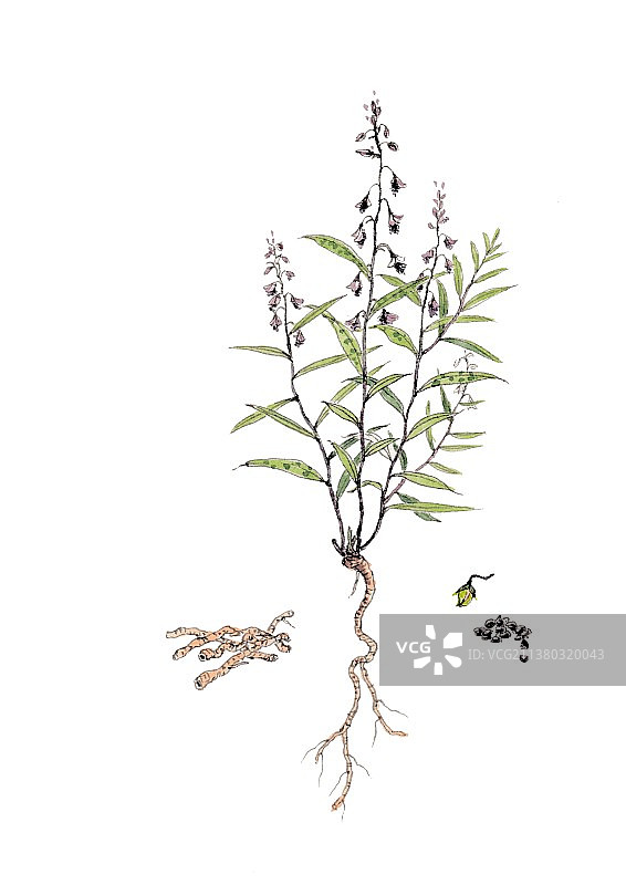 本草纲目中草药植物手绘插画远志图片素材