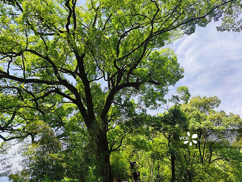 五百岁的参天巨樟图片素材