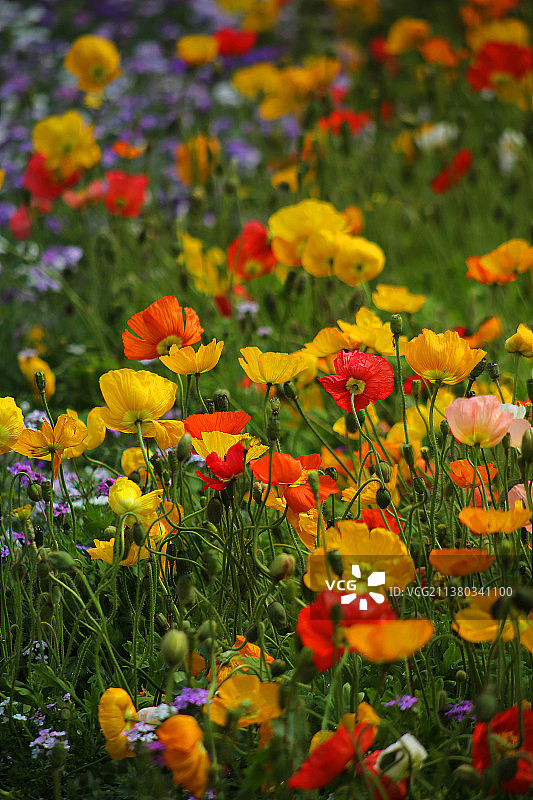虞美人图片素材