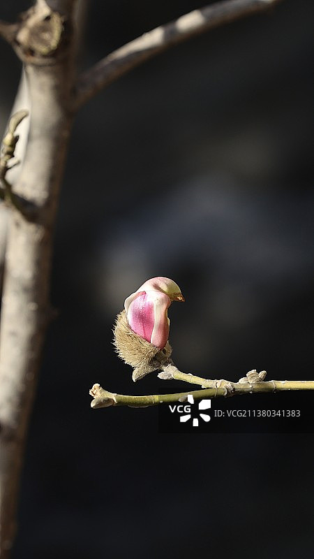 植物界拟态翘楚-玉兰宝宝图片素材