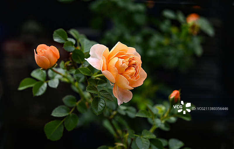 月季花图片素材