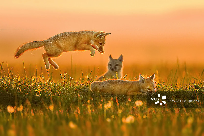 我也会飞图片素材