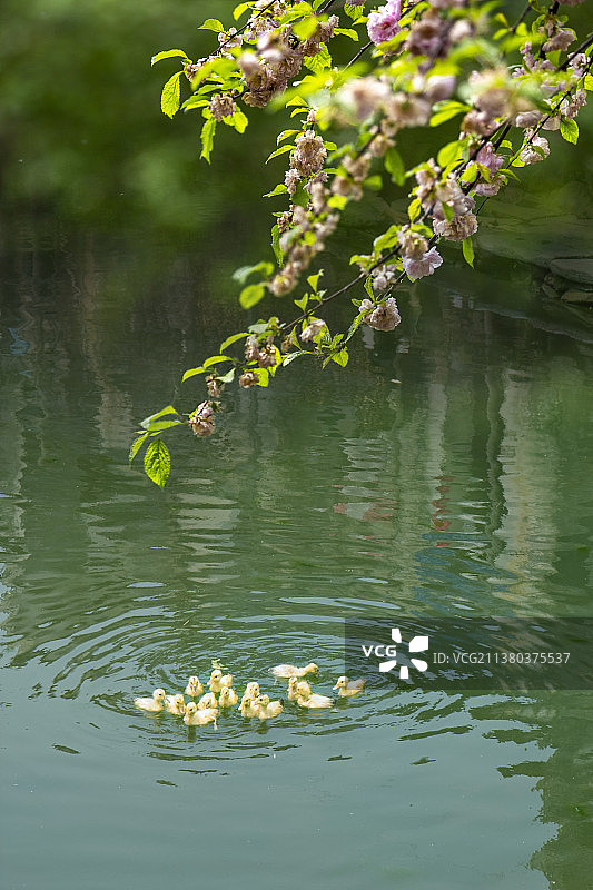 春江水暖鸭先知图片素材