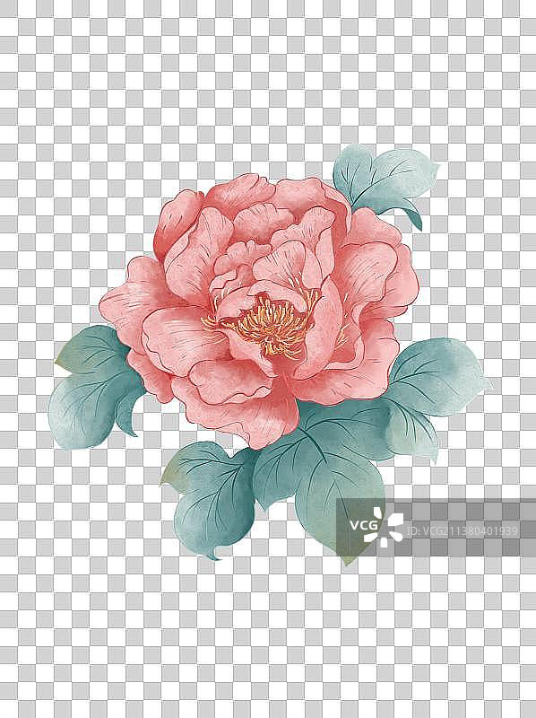 水彩牡丹花元素图片素材