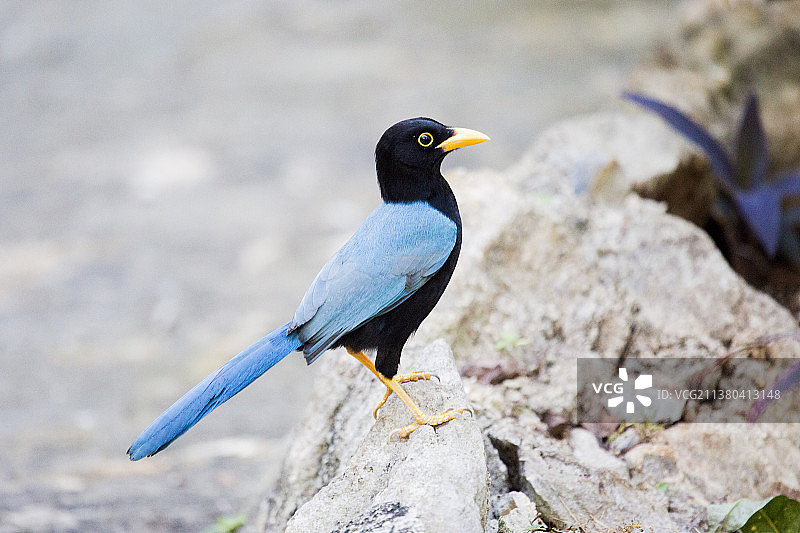 黄嘴蓝喜鹊图片素材