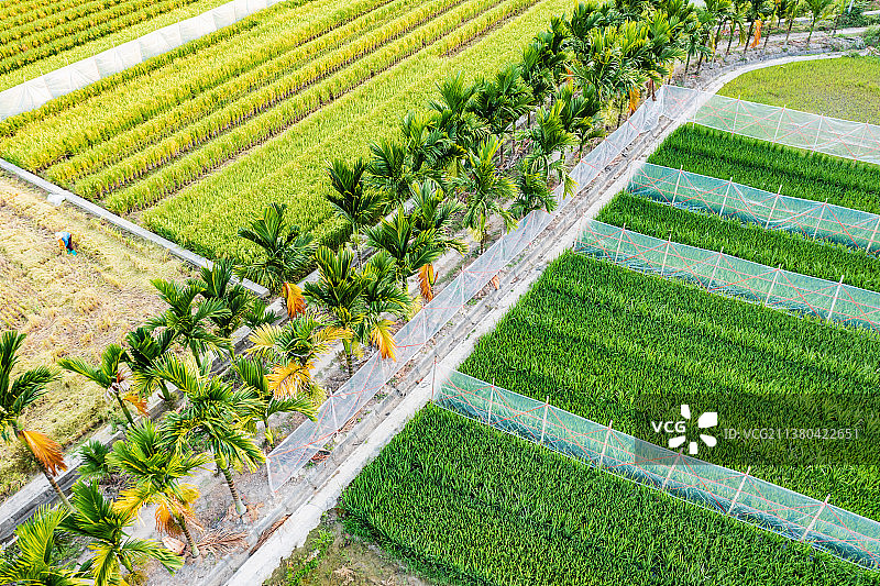 海南岛三亚农村秋季即将成熟收获的水稻和槟榔树图片素材