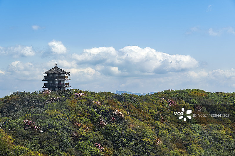南川金佛山九莲宝顶杜鹃花图片素材