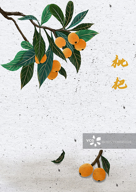 琵琶成熟枇杷落图片素材