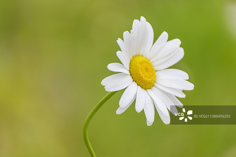 洋甘菊图片素材