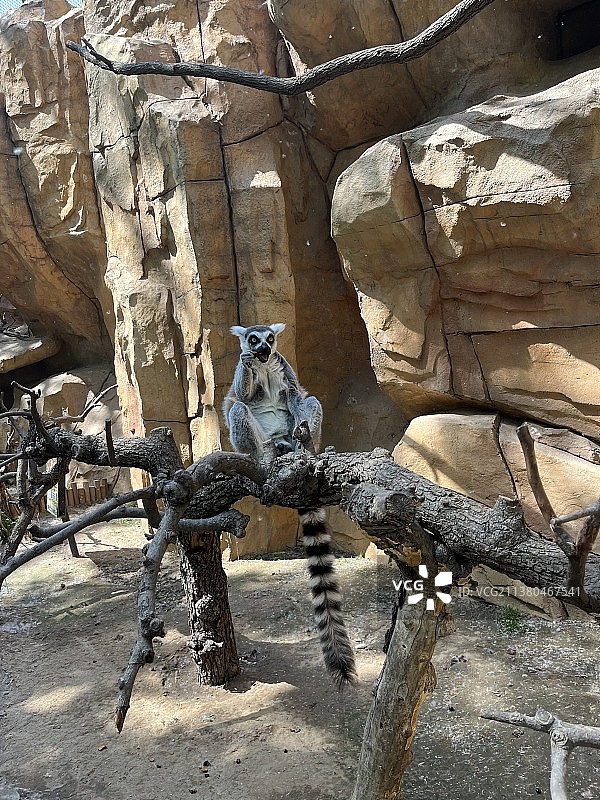 马达加斯加环尾狐猴图片素材