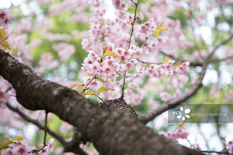 春日武汉东湖粉色晚樱樱花图片素材
