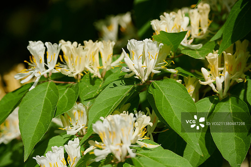 金银忍冬图片素材