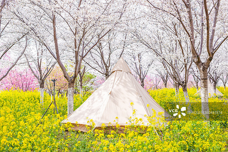 亚洲中国河南郑州樱花园樱花和帐篷春季风光图片素材