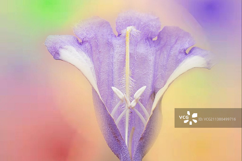 蓝花楹图片素材