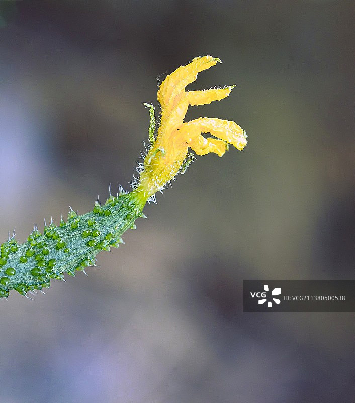 自然之手:小黄瓜的兰花指图片素材