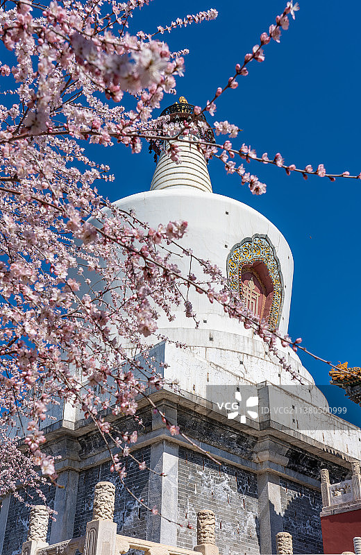 春天北京北海公园琼岛白塔山桃花开图片素材