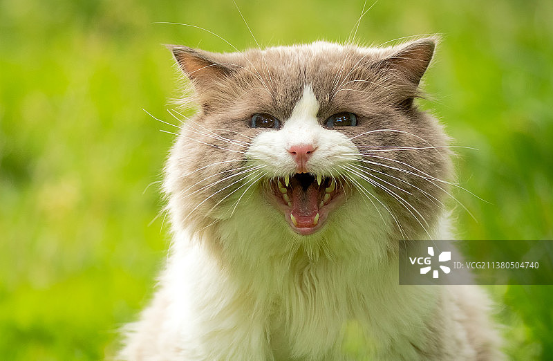 猫，布偶猫；夏天草丛里的猫图片素材