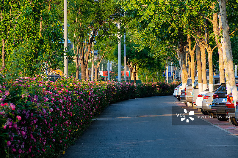 开满月季花的林荫大道图片素材