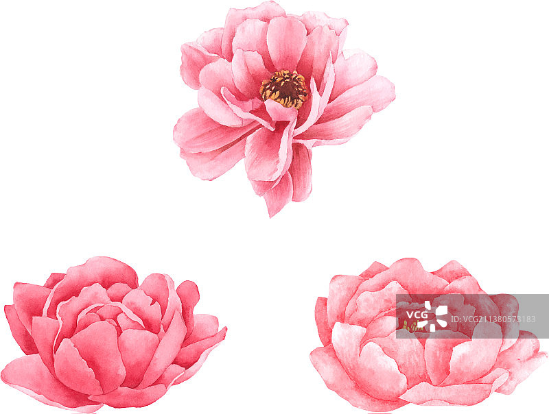水彩手绘牡丹花合集图片素材