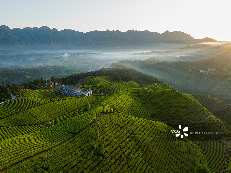 全国十佳最美茶山：湖北鹤峰木耳山茶叶生产基地图片素材