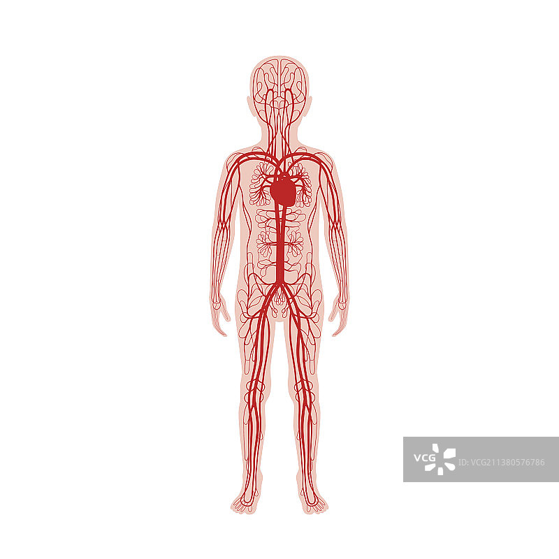 循环系统解剖学图片素材