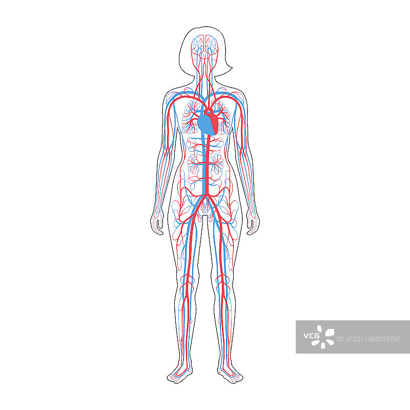 循环系统解剖学图片素材