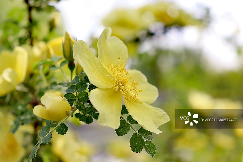 北京念坛公园 花 立夏 户外图片素材